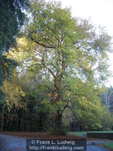 Coole Park, County Galway